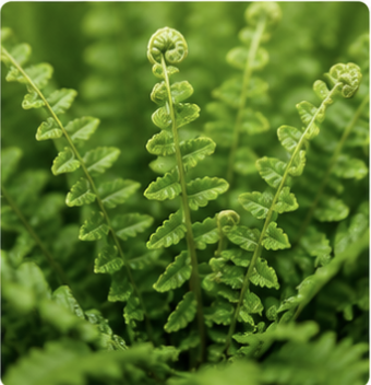 # Boston Fern (Nephrolepis Exaltata)